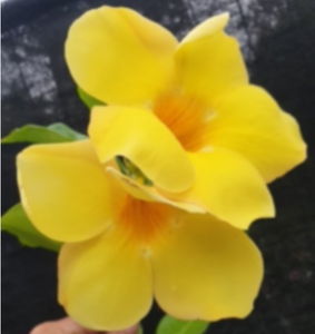 Allamanda cathartica Yellow