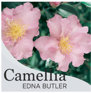 Camellia Edna Butler SASANQUA