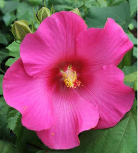 Hibiscus Mutabilis "Tony"