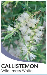 allistemon White Wilderness NATIVE