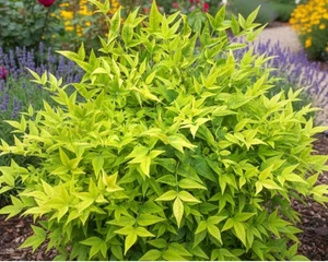 Nandina domestica Magical Lemon Lime