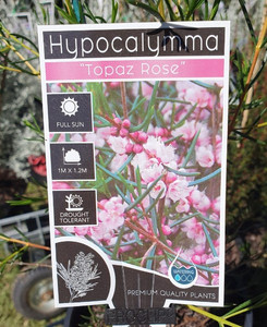 Hypocalymma Topaz Rose NATIVE