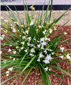 Libertia paniculata Shadow Star NATIVE