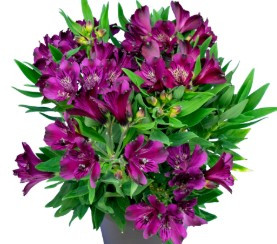 Princess Lily Alstroemeria Inca Violet Fizz