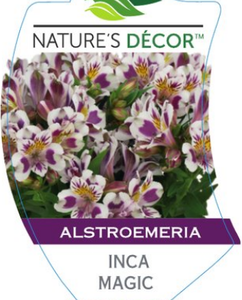 Princess Lily Alstroemeria Inca Magic