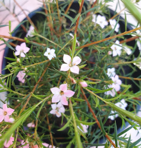 Dwarf Pink Diosma Coleonema pulchellum dwarf form