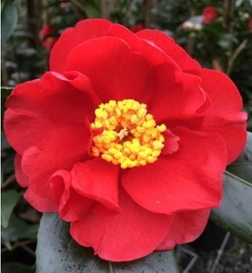 Camellia San Dimas JAPONICA