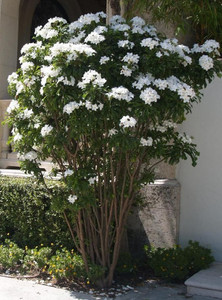 Plumeria Pudica can reach 4 metres tall, yet can also be pruned and shaped into a bushy shrub.