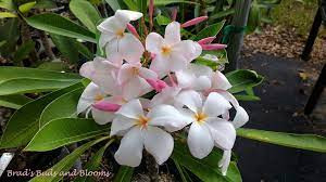 Frangipani Plumerica Pudica Pink DWARF