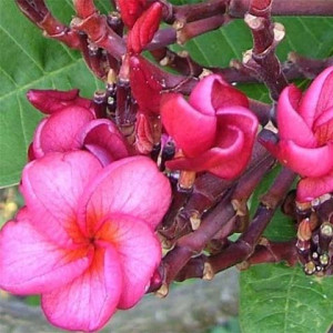 Frangipani Cherry Clusters DWARF Plumeria rubra