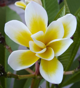 Frangipani Bali Whirl