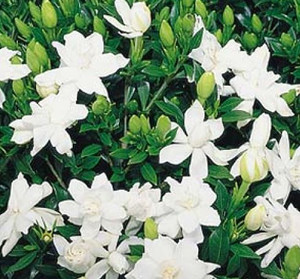 Gardenia radicans flowers