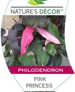 Front of the plant tag for Philodendron Pink Princess.
