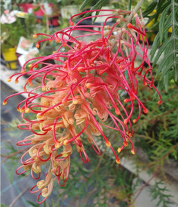 Grevillea Superb