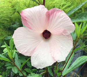 The "Aussie Delight" hibiscus flower is a soft pink with a red jam-drop centre.