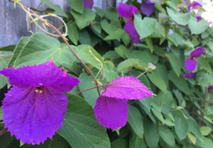 Bow Tie Vine Dalechampia Aristilochia
