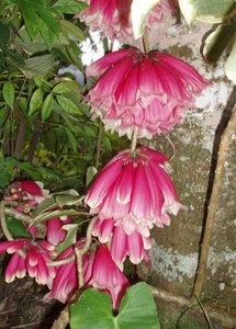 The stunning Fraser Island Creeper Tecomanthe hillii is available from Princess Fancy-Plants in Chandler.