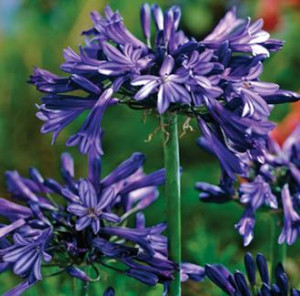 agapanthus black magic