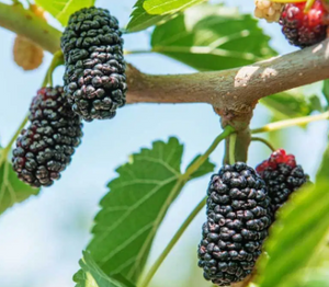 Dwarf mulberry trees are perfect for small gardens.
