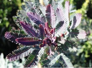 Silvery green foliage tipped with purple is a feature of Purple Cootamundra wattle.