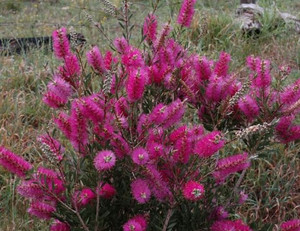 Callistemon Purple Cloud