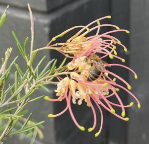 Grevillea semperflorens.
