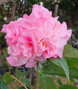 A cluster of flowers of Camellia High Fragrance.