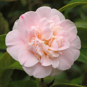 Camellia Ardoch JAPONICA Camellia Ardoch JAPONICA