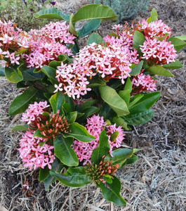 Ixora Pink Superb
