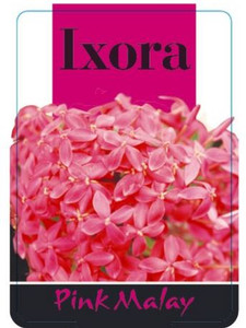 Ixora Pink Malay