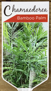 The front of the plant tag of Bamboo Palm Chamaeodora seifrizii The front of the plant tag of Bamboo Palm Chamaeodora seifrizii