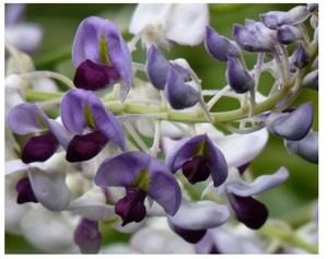 Native Wisteria Callerya megasperma.  Millettia megasperma.