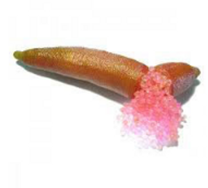 The pink caviar-like vesicles of Finger Lime Pink Ice.
