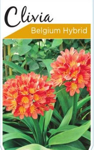 Clivia miniata Belgian Hybrid