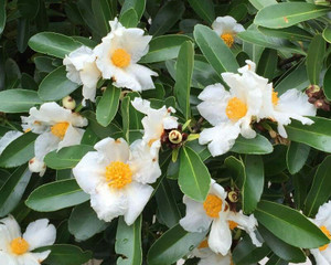 Fried Egg plant Gordonia axillaris