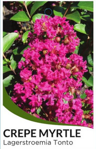 crepe myrtle lagerstroemia tonto