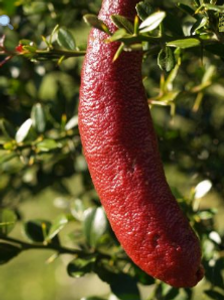 The pink skin of the Torakina Pink Finger Lime.