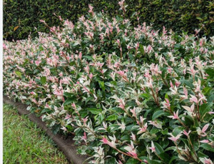 It is a popular choice for gardens and landscapes due to its fragrant flowers, attractive foliage, and climbing habit.