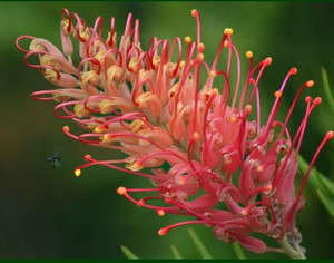 Flower of Grevillea Coconut Ice.