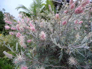 The bush Grevillea Flamingo, an Australian Native plant.
