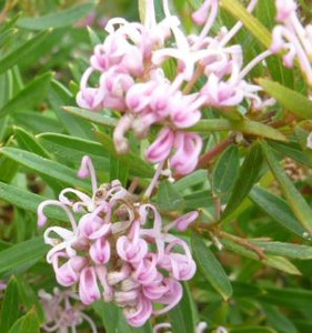 The small pink and white flowers of Grevillea Pink Midget.