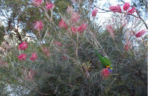 Grevillea Sylvia is available from Princess Fancy-Plants in Chandler, Brisbane.