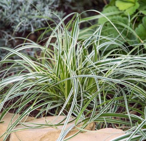 Carex Feather Falls