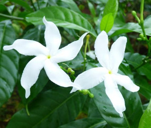 Little Emerald Tabernaemontana dwarf.  Dwarf pinwheel.