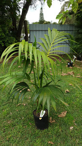 Kentia Palm Howea forsteriana