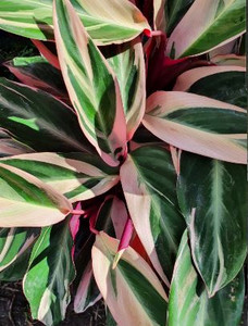 Stromanthe thalia (syn. S. Sanguinea "Triostar").  Stromanthe Tricolor.  Stromanthe Tricolour.