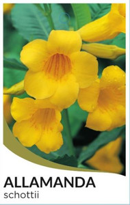 Bush Allamanda (neriifolia)
