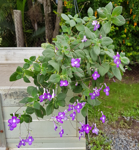 Nodding Violet Streptocarpus caulescens