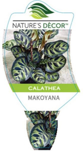 Peacock plant Calathea makoyana