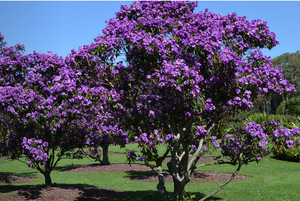 Tibouchina Alstonville